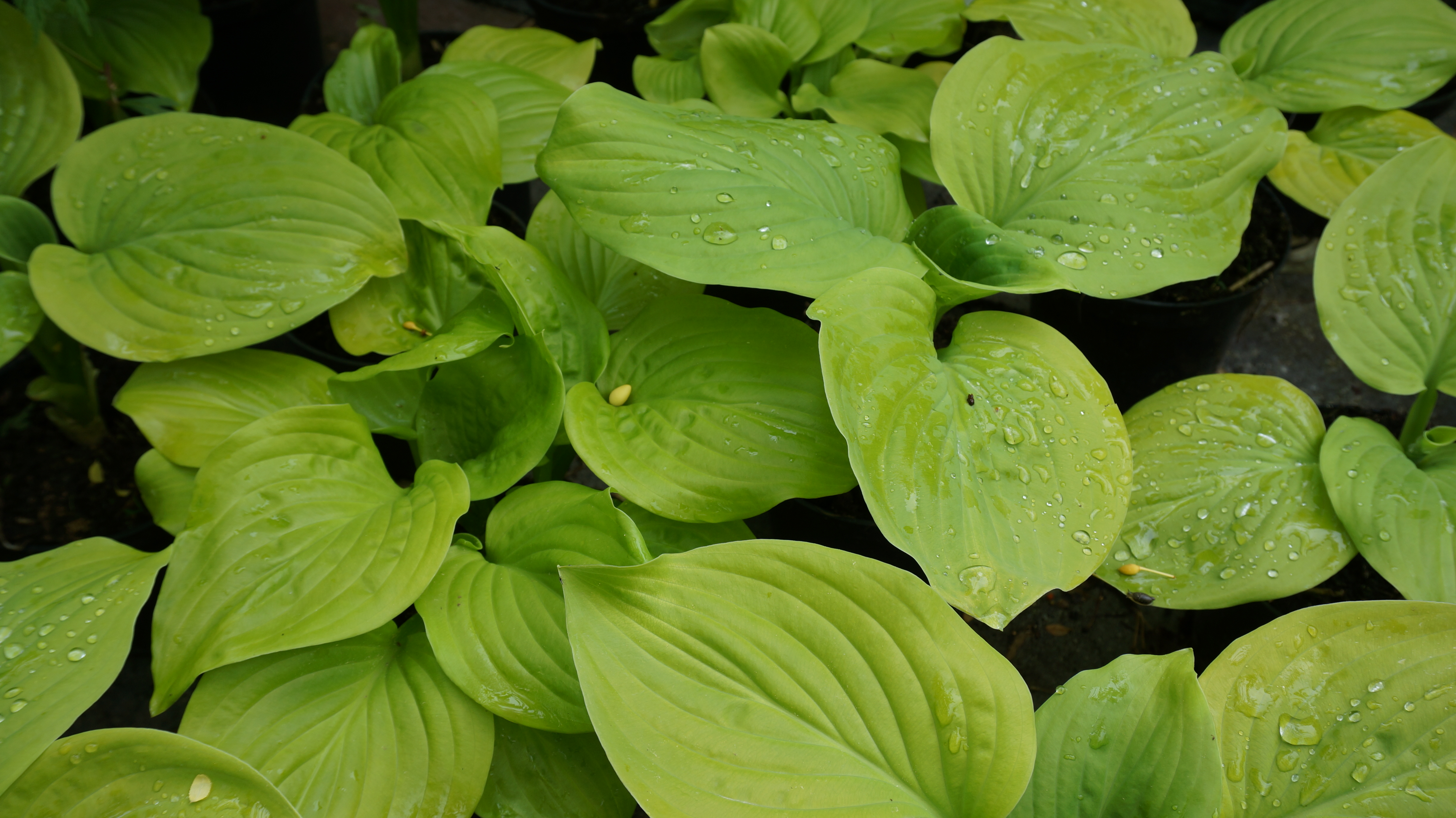 Hosta 'Tortilla Chip'